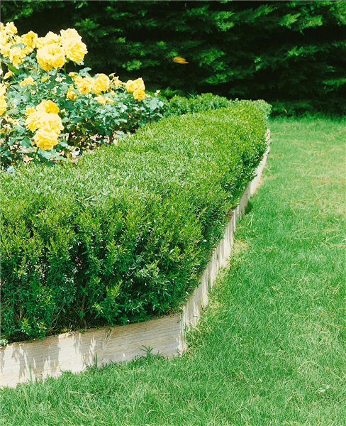 Myrtus communis Compacta