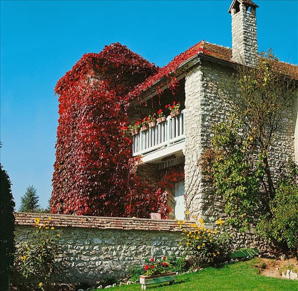 Parthenocissus tricuspidata Veitchii