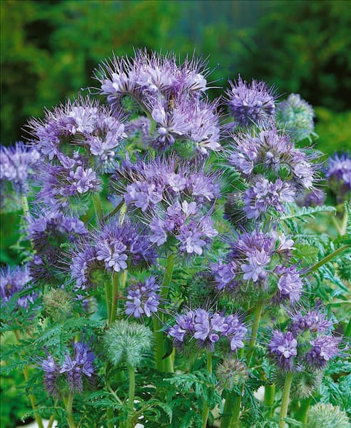 PHACELIA TANACETIFOLIA