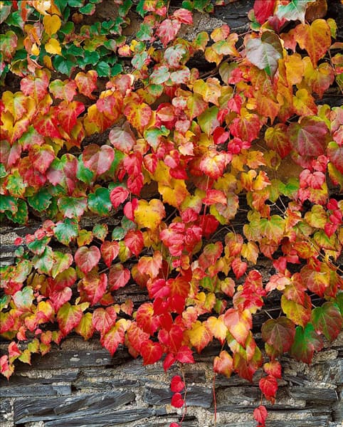 Parthenocissus tricuspidata Purpurea