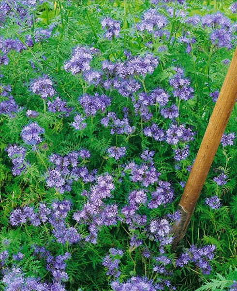 Phacelia tanacetifolia