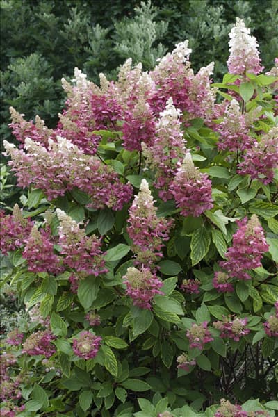 Hydrangea paniculata Pinky Winky