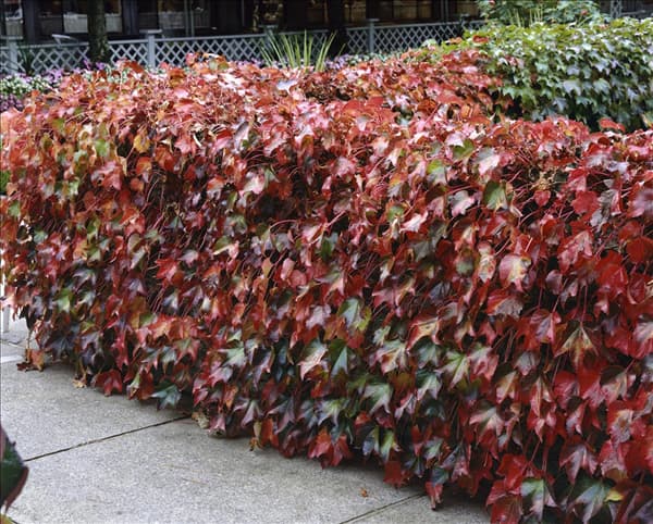 Parthenocissus tricuspidata