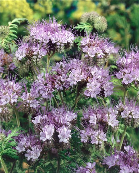 PHACELIA TANACETIFOLIA