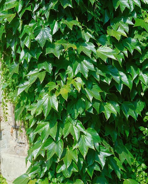 Parthenocissus tricuspidata Veitchii