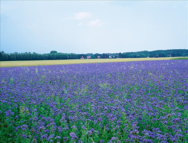 Phacelia tanacetifolia