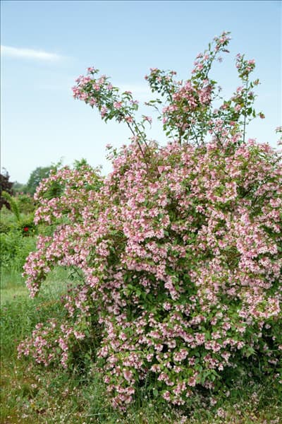 Kolkwitzia amabilis Rosea