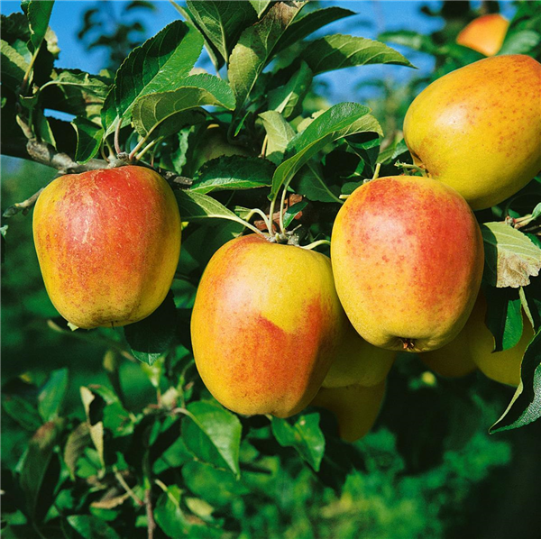 Malus domestica 'Glockenapfel'