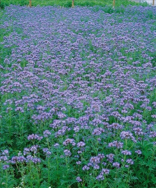PHACELIA TANACETIFOLIA