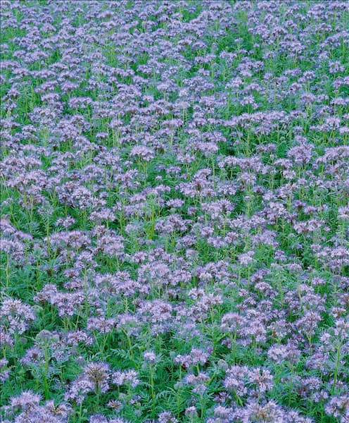 PHACELIA TANACETIFOLIA