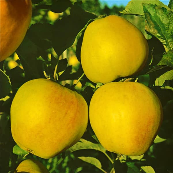 Apfel / Malus domestica Glockenapfel