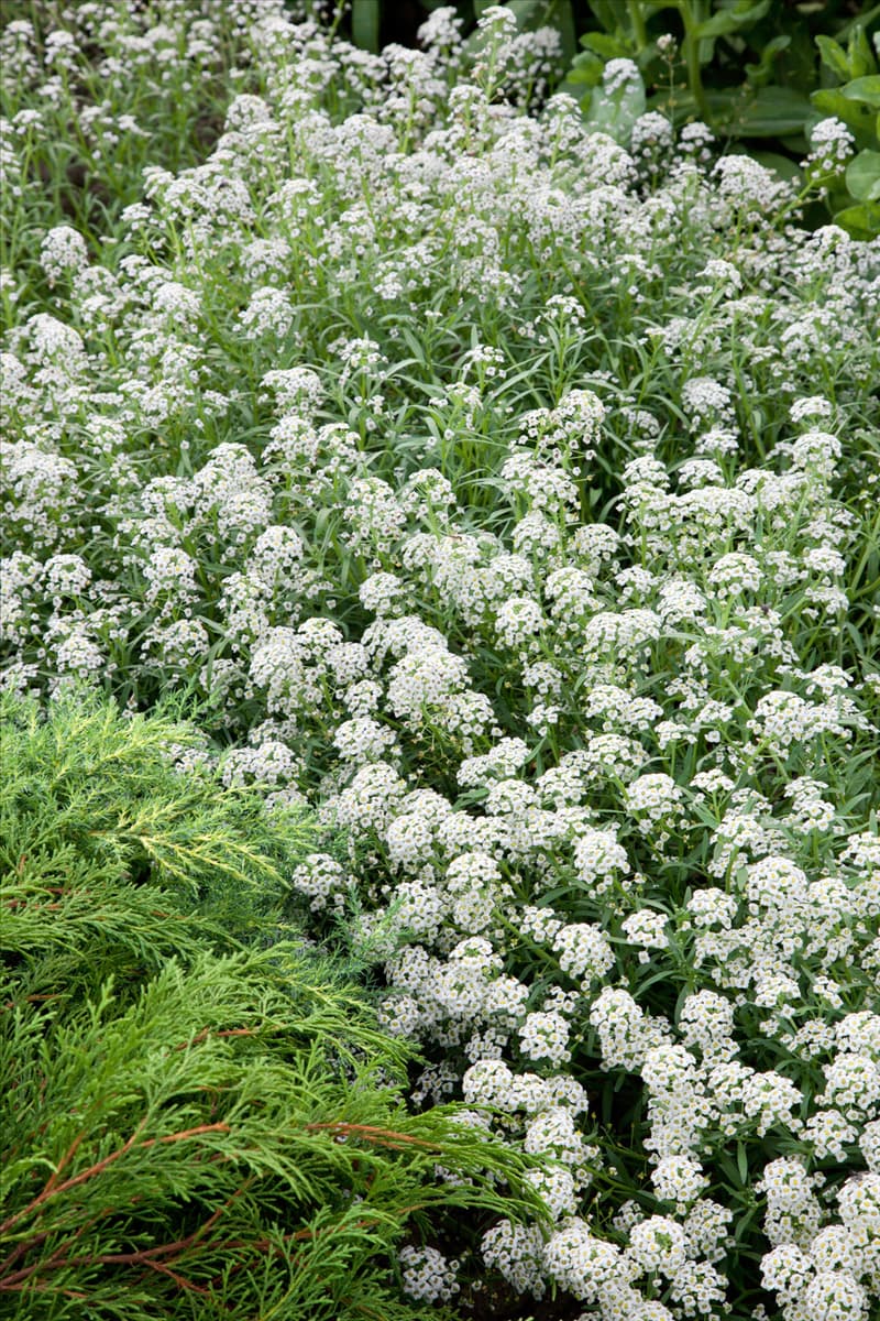 Lobularia maritima weiss