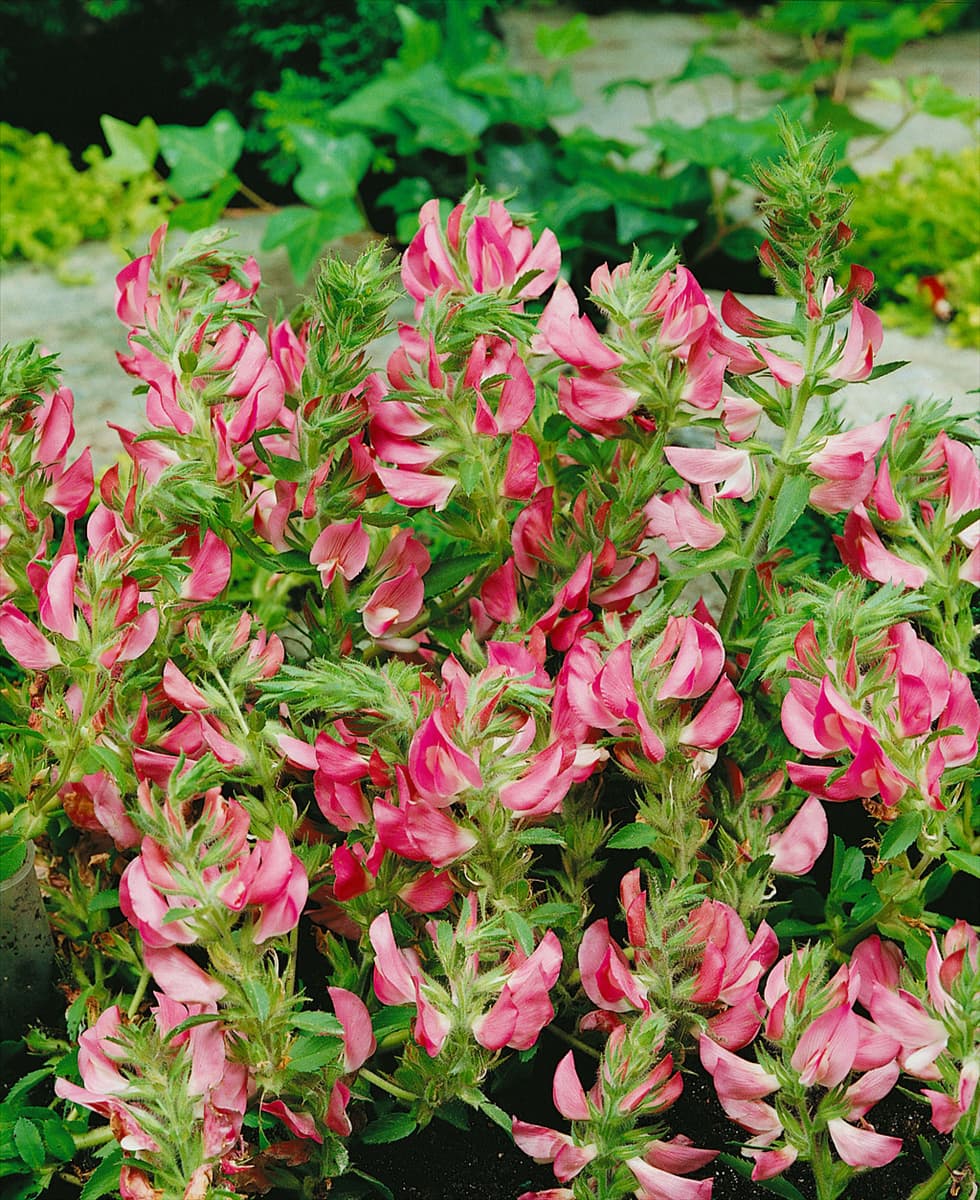 ONONIS SPINOSA