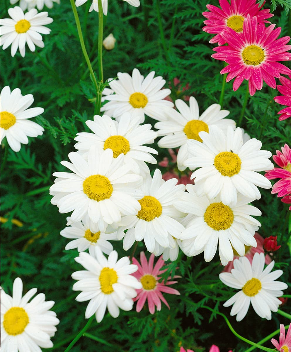 CHRYSANTHEMUM LEUCANTHEMUM NANUM