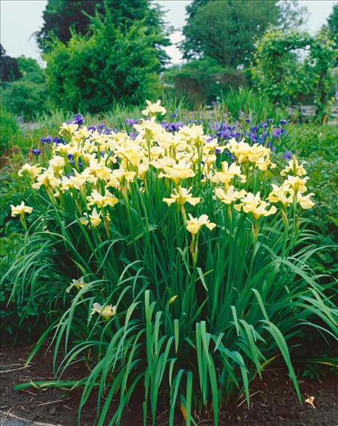 Iris sibirica Butter and Sugar
