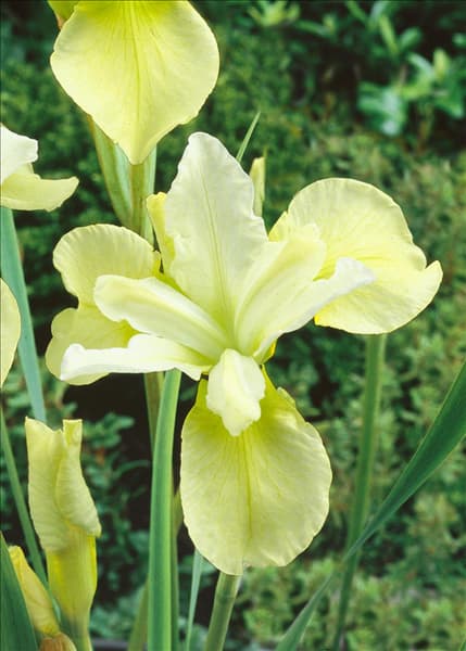 Iris sibirica Butter and Sugar