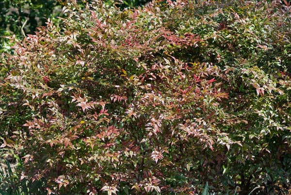 Nandina domestica