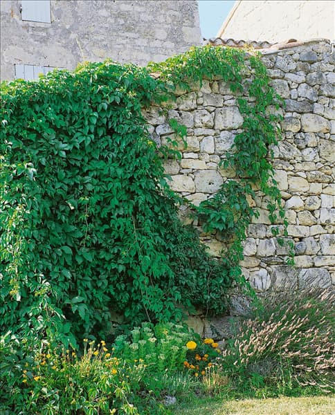 Parthenocissus tricuspidata Veitchii