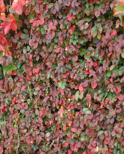 Parthenocissus tricuspidata Veitchii