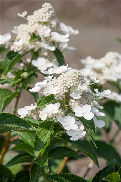 Hydrangea paniculata Prim White ®
