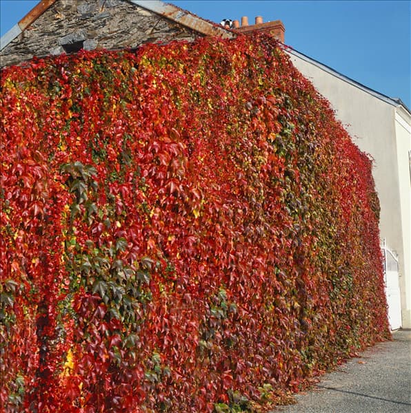 Parthenocissus tricuspidata Veitchii