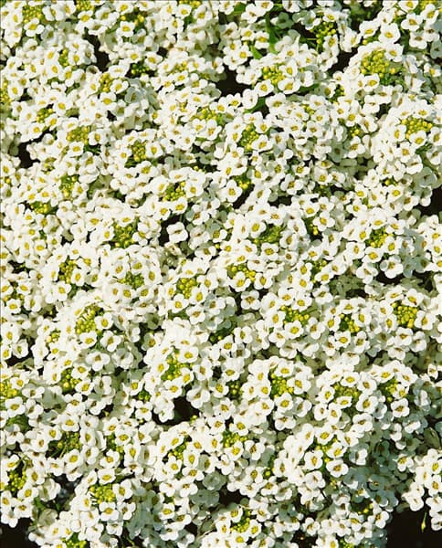 Lobularia maritima 'Schneeteppich'