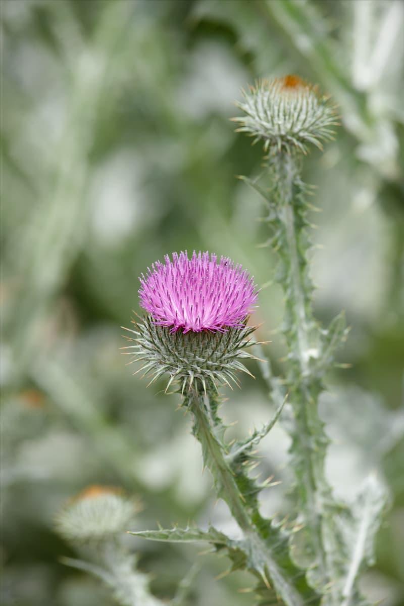 Onopordum acanthium