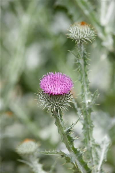 Onopordum acanthium