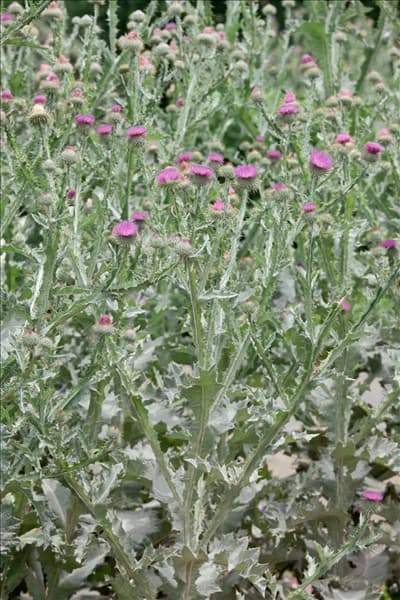 Onopordum acanthium