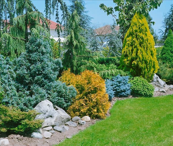 Koniferengruppe im Garten