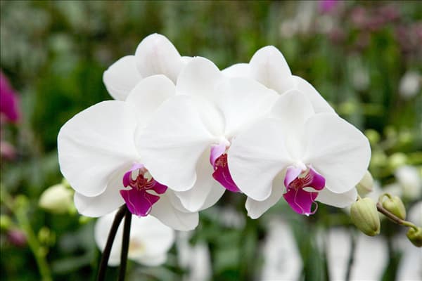 Phalaenopsis, weiß