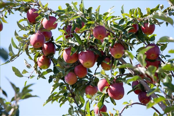 Malus domestica Gloster