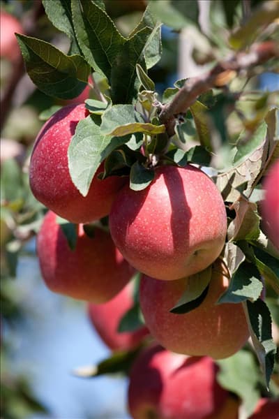 Malus domestica Gloster