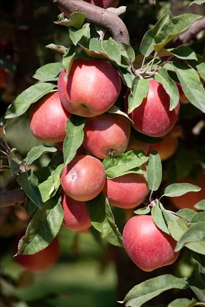 Malus domestica Gloster