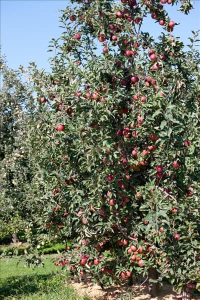 Malus domestica Gloster