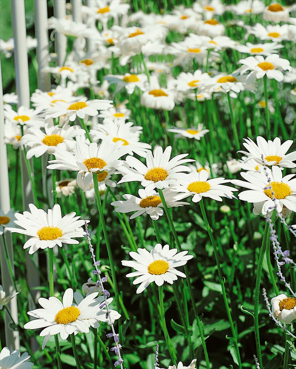 Leucanthemum x superbum Becky