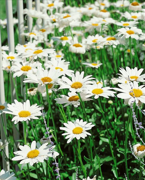 Leucanthemum x superbum Becky