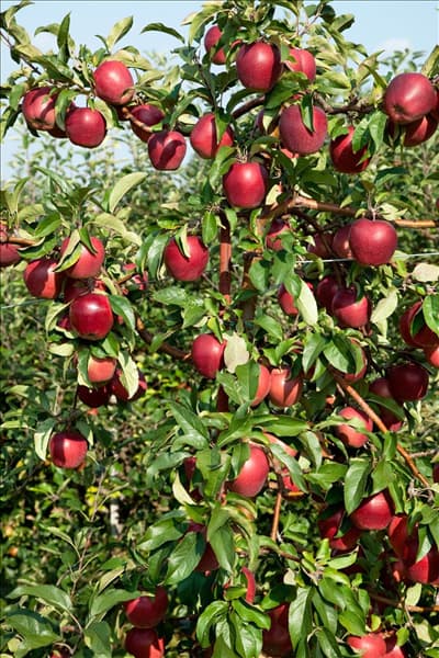 Malus domestica Gloster