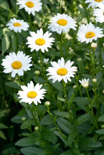 Leucanthemum x superbum Becky
