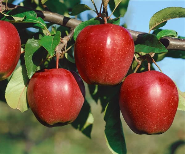 Malus domestica Gloster
