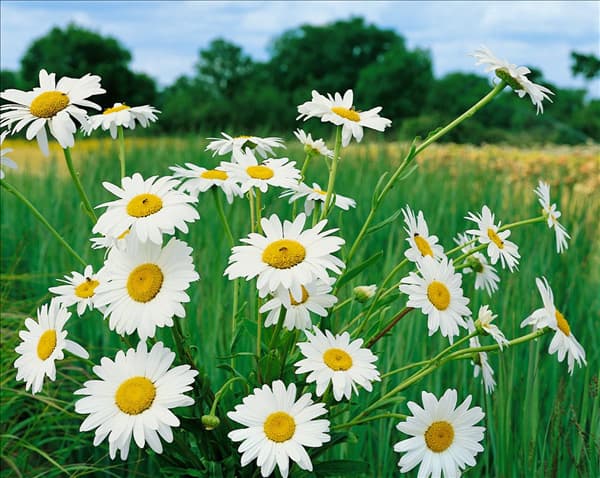 Leucanthemum x superbum Becky
