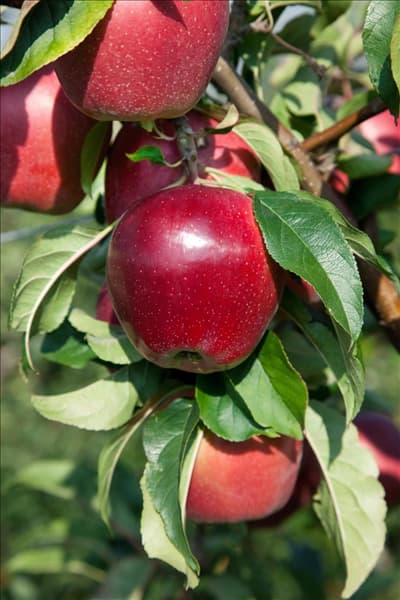 Malus domestica Gloster