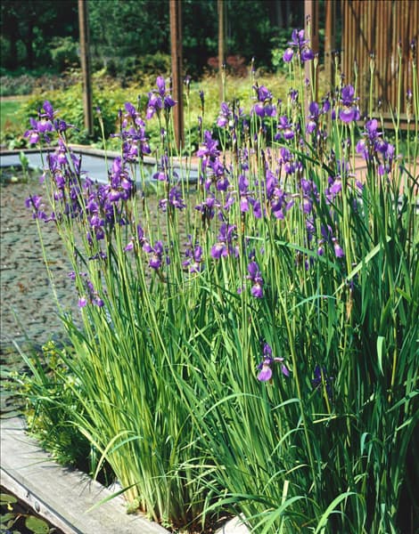 Iris sibirica Caesar