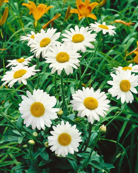 Leucanthemum x superbum Becky
