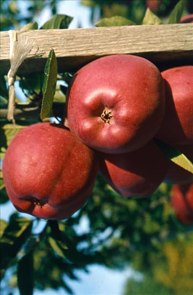 Malus domestica Gloster