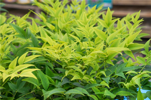 Nandina Lemon Lime