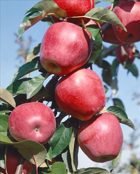 Malus domestica Gloster