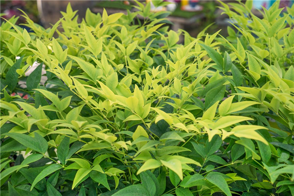 Nandina Lemon Lime