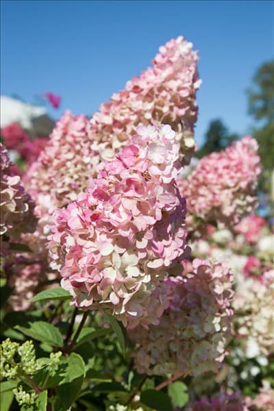 Hydrangea paniculata Sundae Fraise ®