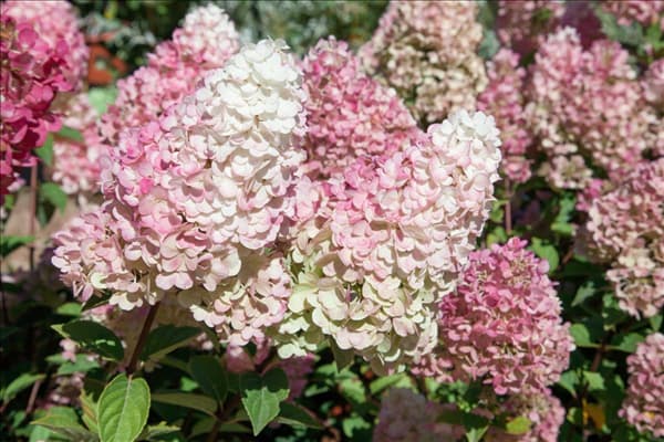 Hydrangea paniculata Sundae Fraise ®